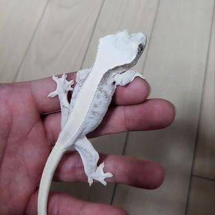 인절미