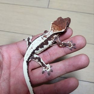 프라푸치노 레드