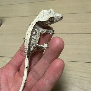 아이보리