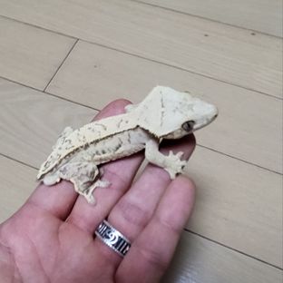 노멀 크림 크림시클