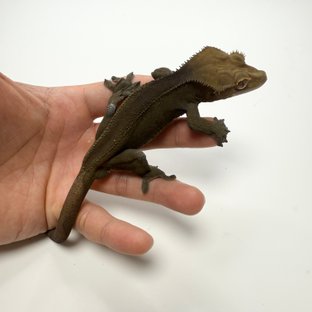 노멀 챠콜 블랙