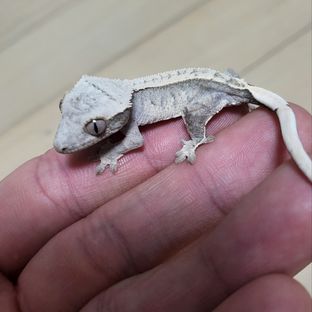 솔직이
