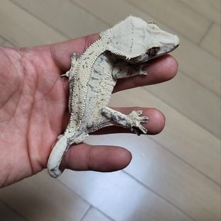 노멀 드리피 화이트스팟 핀스트라이프