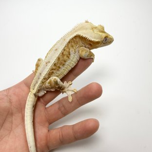 릴리화이트 크림시클 크림