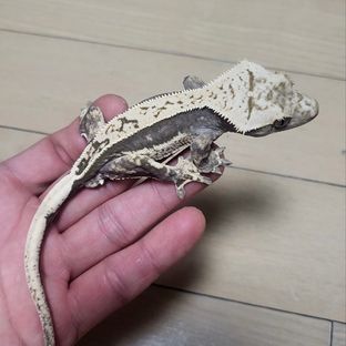 망고