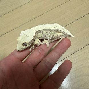 초코비