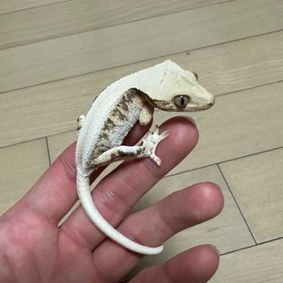 릴리