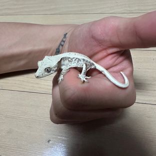 미백