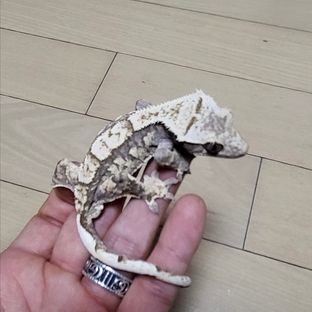 노멀 트라이 화이트스팟