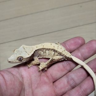 순진이