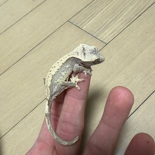 초코
