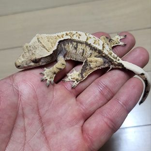 노멀 트라이 익스트림할리퀸