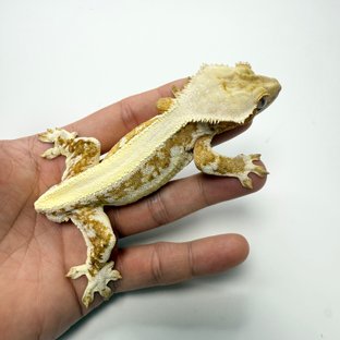 릴리화이트 솔리드백 크림 크림시클