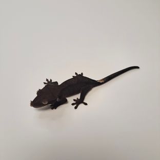 챠콜 알티