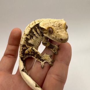 솔직이