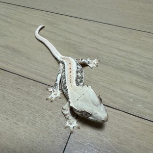 찹찹