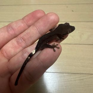 챠콜 알티