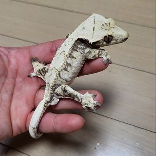 노멀 화이트스팟 드리피