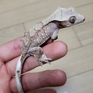 팬텀