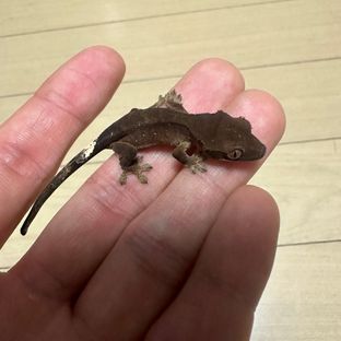 챠콜 알티