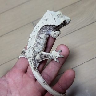 노멀 화이트스팟 드리피