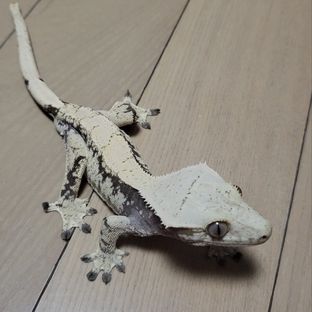 노랑노랑