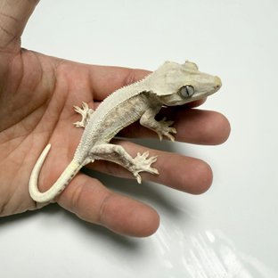 노멀 릴리화이트 드리피 크림 크림시클