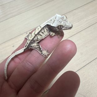 백호