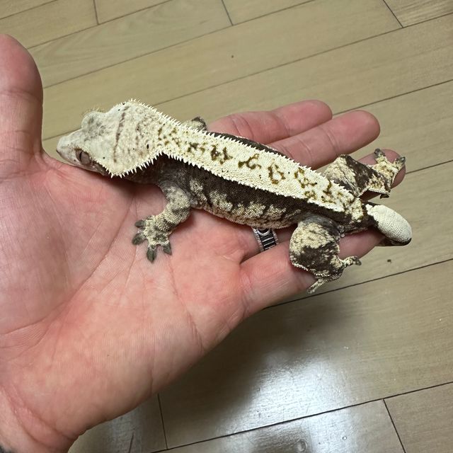 노멀 핀스트라이프 트라이