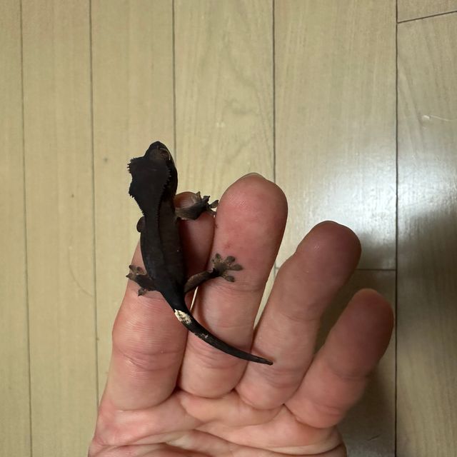 알티 챠콜