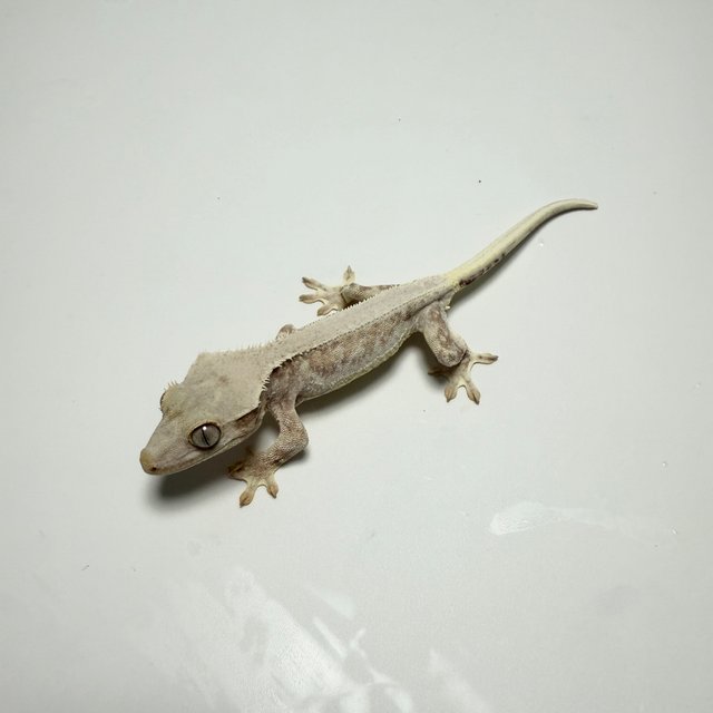 노멀 릴리화이트 드리피 크림 크림시클