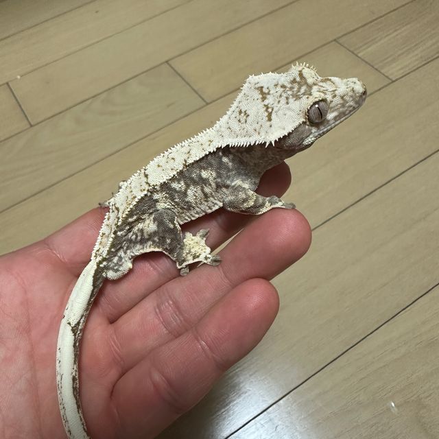 노멀 트라이 화이트스팟