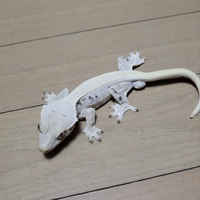 릴리화이트 솔리드백