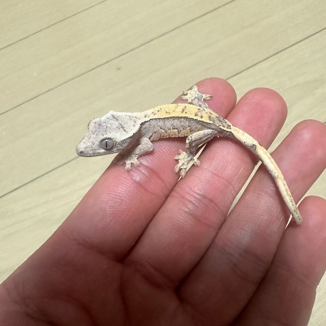 크림시클