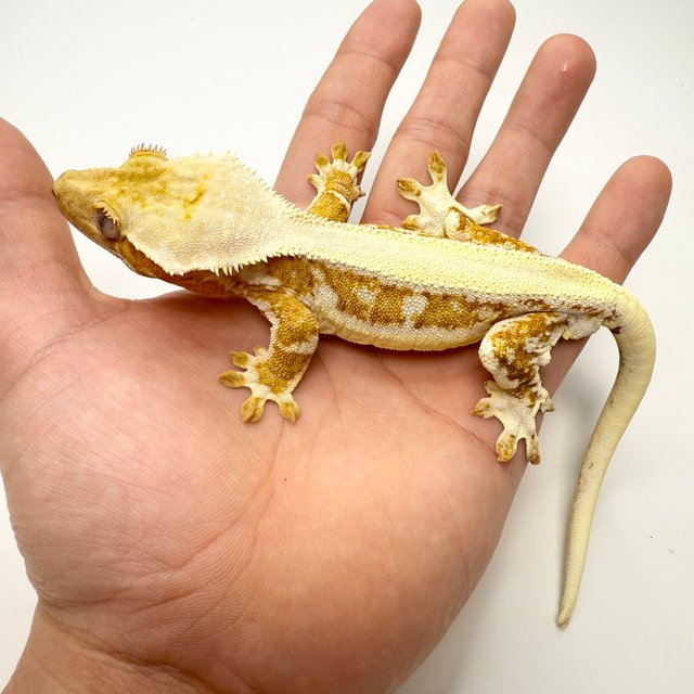 릴리화이트 솔리드백 크림 크림시클