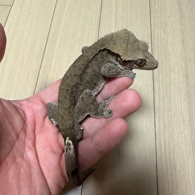 챠콜 알티