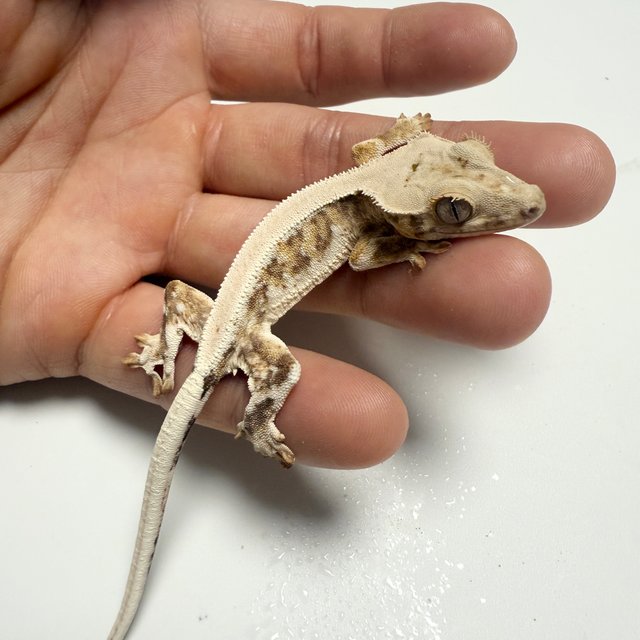 릴리화이트 드리피 화이트스팟 솔리드백 크림 크림시클