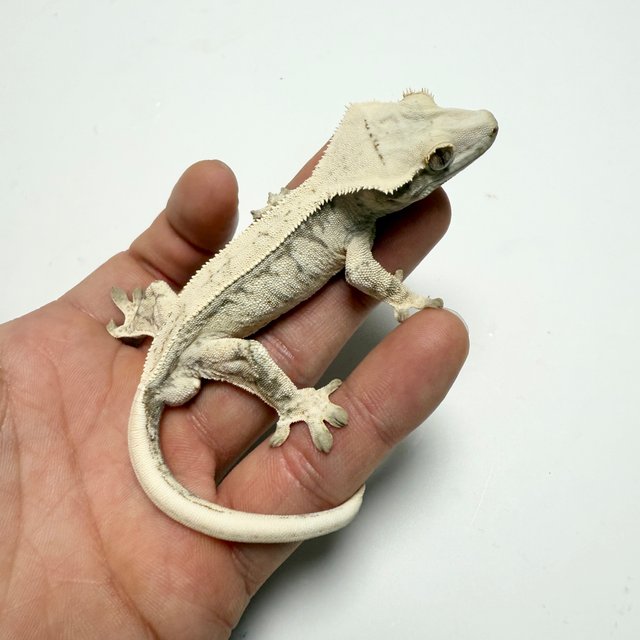 노멀 드리피 화이트스팟 화이트포트홀