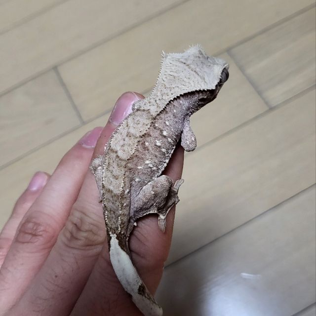 팬텀