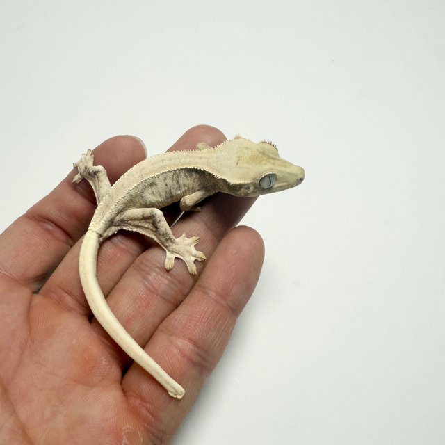 릴리화이트 솔리드백 드리피