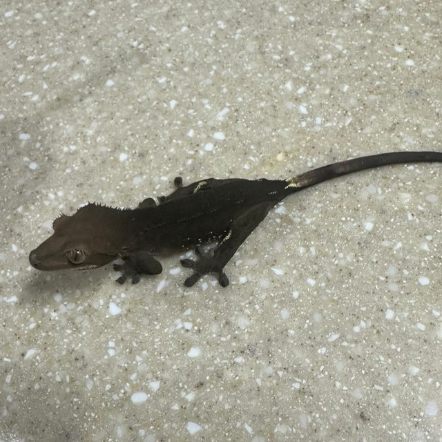 챠콜 알티