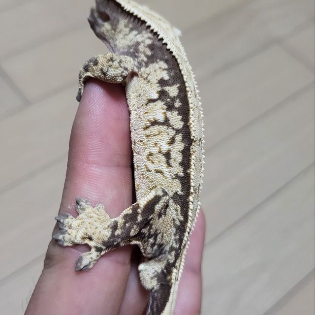 트라이 익스트림할리퀸 핀스트라이프 화이트스팟