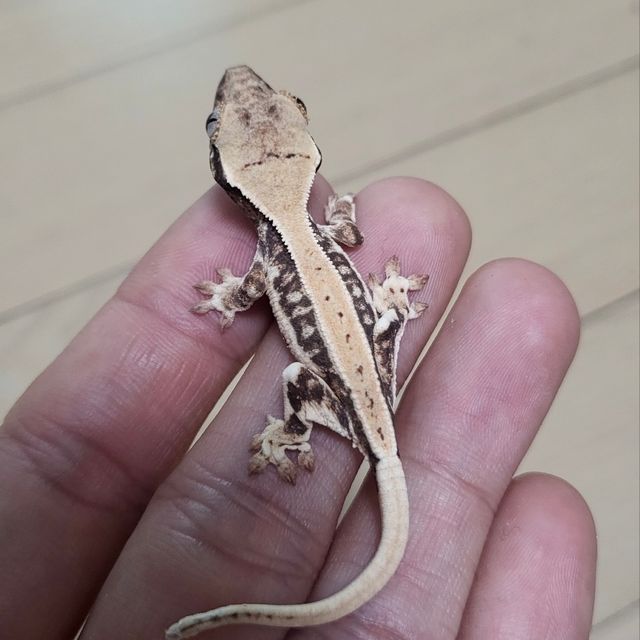 릴리화이트 트라이