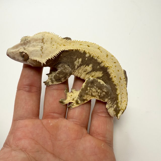 노멀 드리피 솔리드백