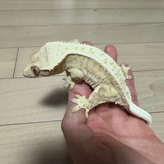 크림시클