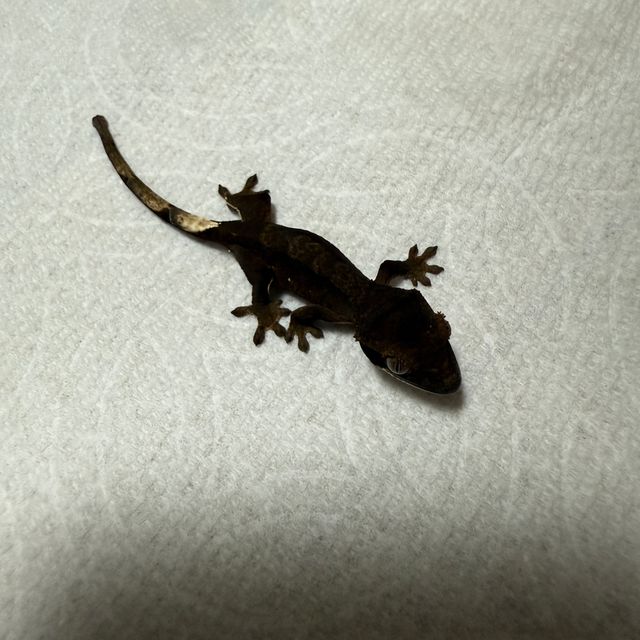 챠콜 알티