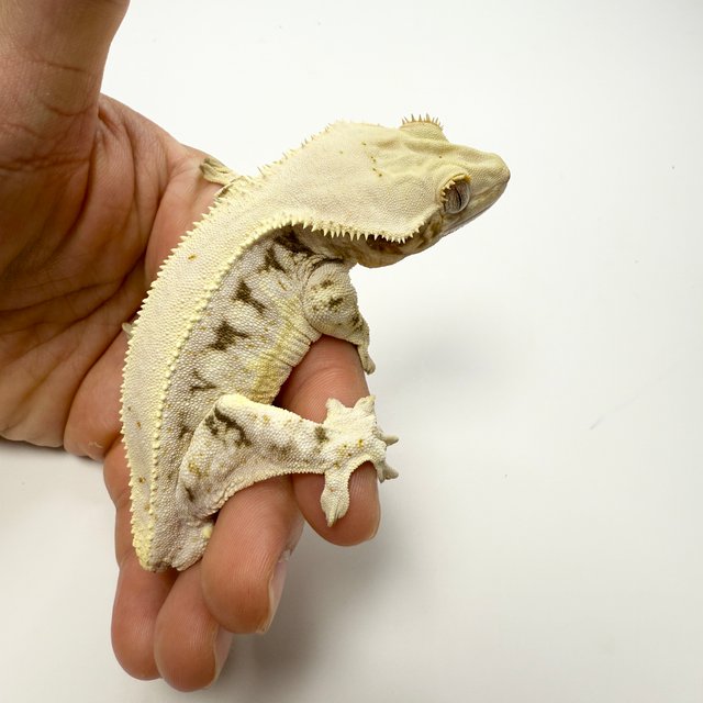 릴리화이트 솔리드백