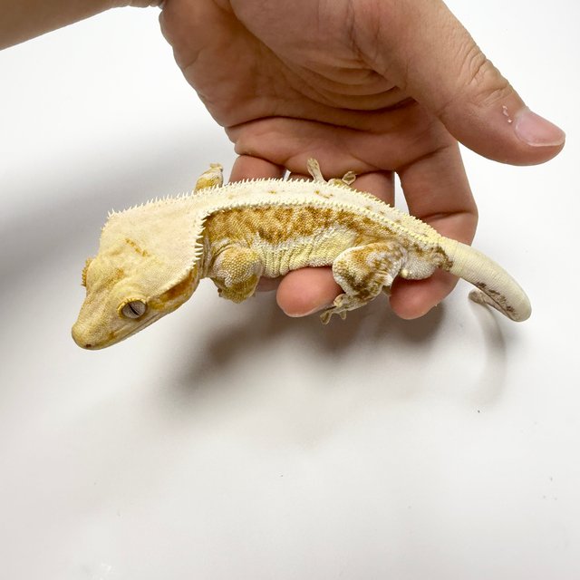 릴리화이트 크림시클 크림