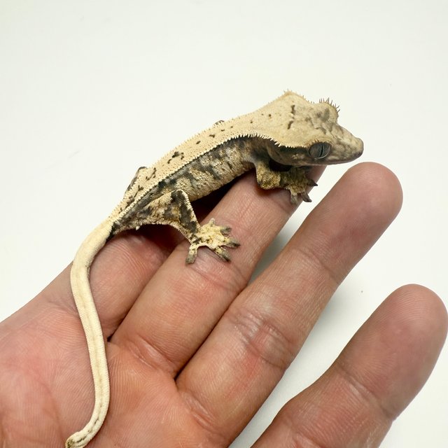 노멀 드리피 화이트스팟