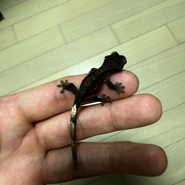 챠콜 알티